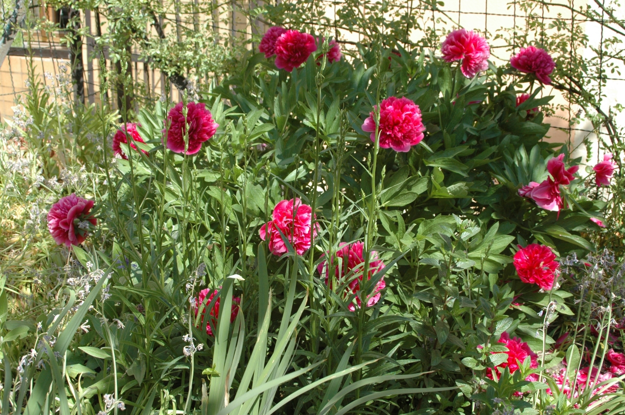 Cliquez droit et enregister l'image sous, la taille r&eacute;elle de la photo de la fleur est 1280 x 851