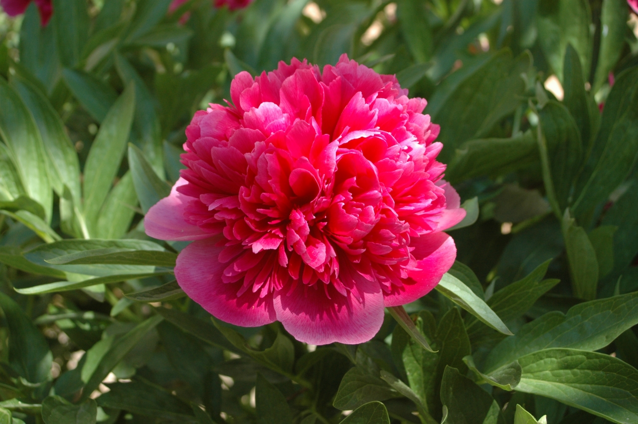 Cliquez droit et enregister l'image sous, la taille r&eacute;elle de la photo de la fleur est 1280 x 851