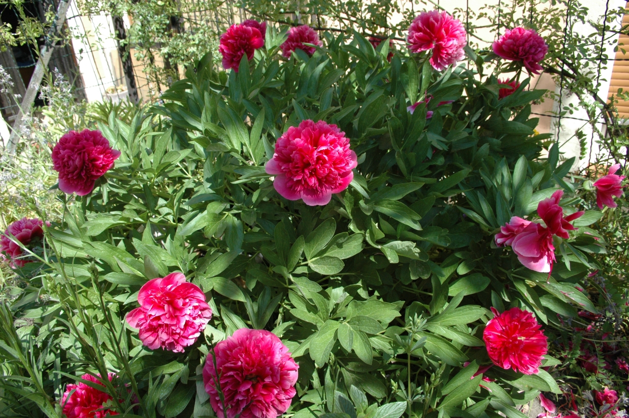 Cliquez droit et enregister l'image sous, la taille r&eacute;elle de la photo de la fleur est 1280 x 851