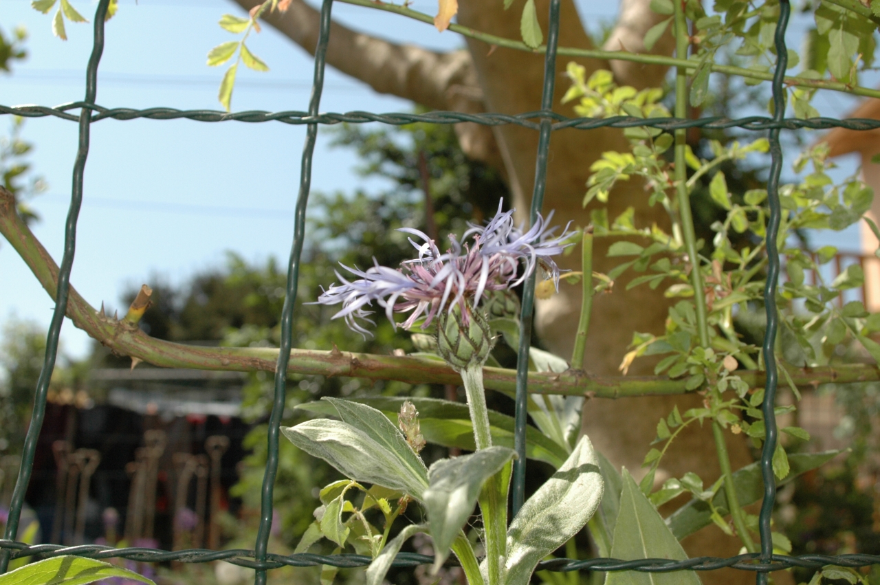 Cliquez droit et enregister l'image sous, la taille r&eacute;elle de la photo de la fleur est 1280 x 851