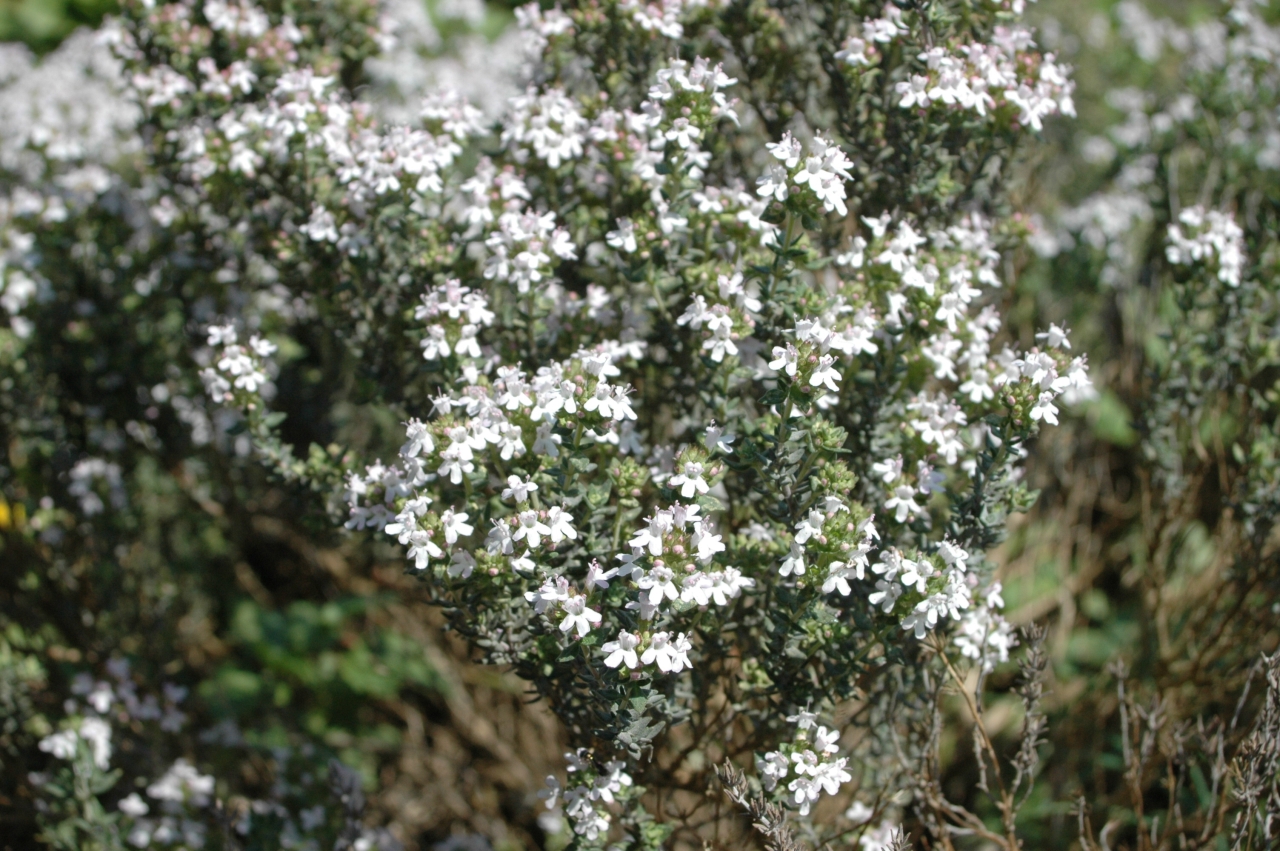 Cliquez droit et enregister l'image sous, la taille r&eacute;elle de la photo de la fleur est 1280 x 851