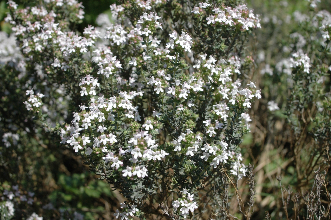 Cliquez droit et enregister l'image sous, la taille r&eacute;elle de la photo de la fleur est 1280 x 851