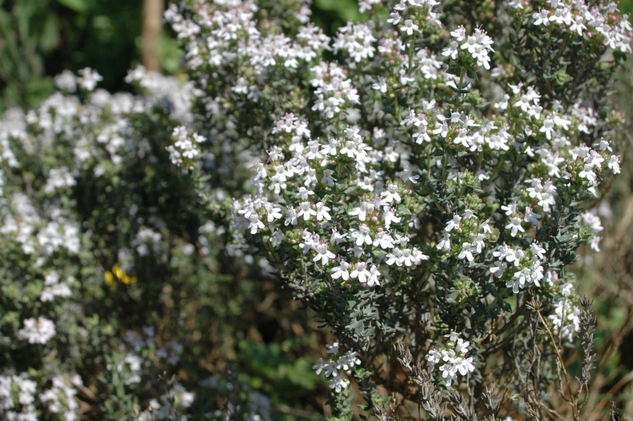 Cliquez droit et enregister l'image sous, la taille r&eacute;elle de la photo de la fleur est 1280 x 851
