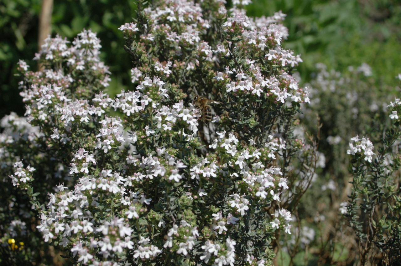 Cliquez droit et enregister l'image sous, la taille r&eacute;elle de la photo de la fleur est 1280 x 851