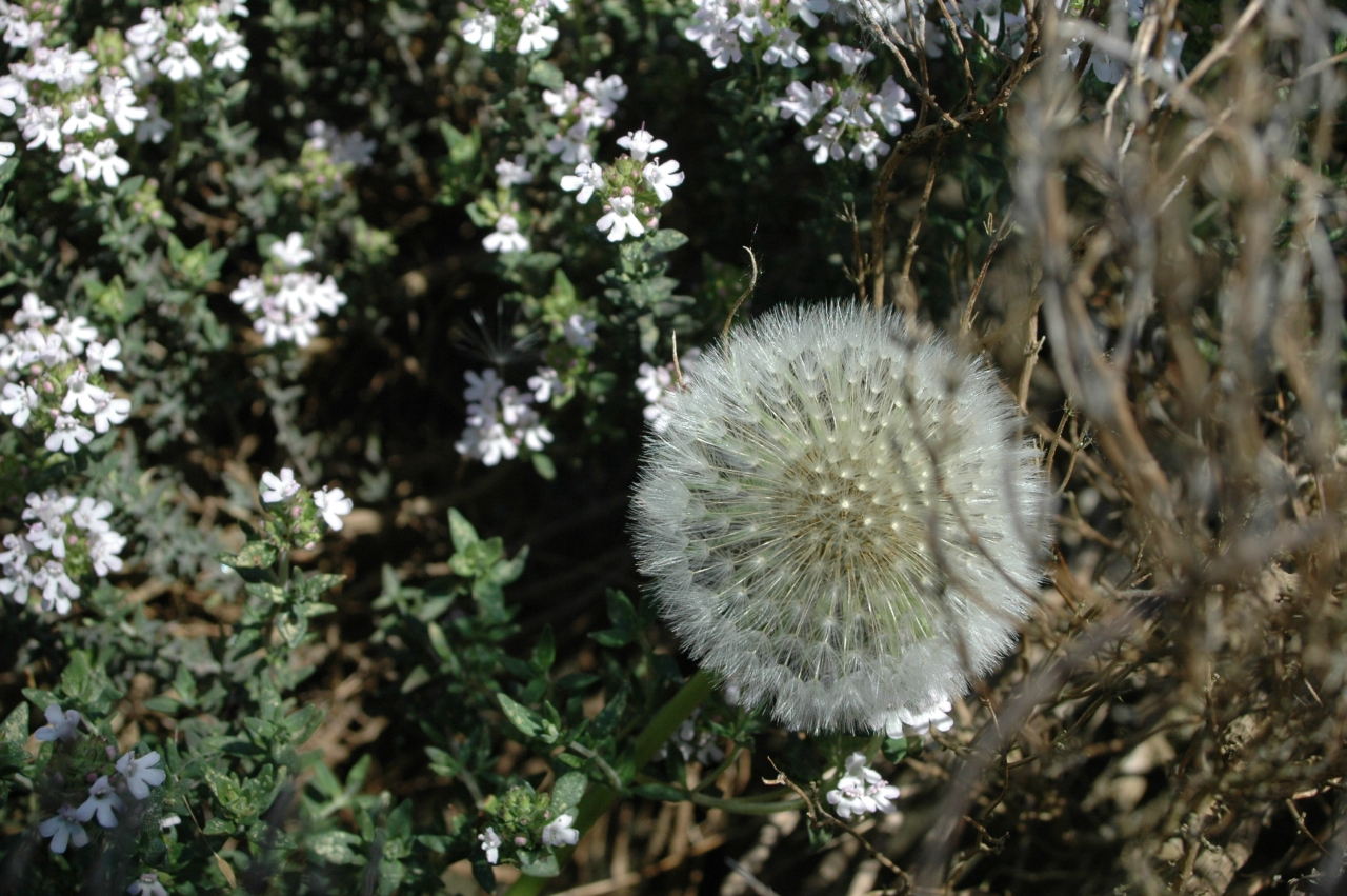 Cliquez droit et enregister l'image sous, la taille r&eacute;elle de la photo de la fleur est 1280 x 851