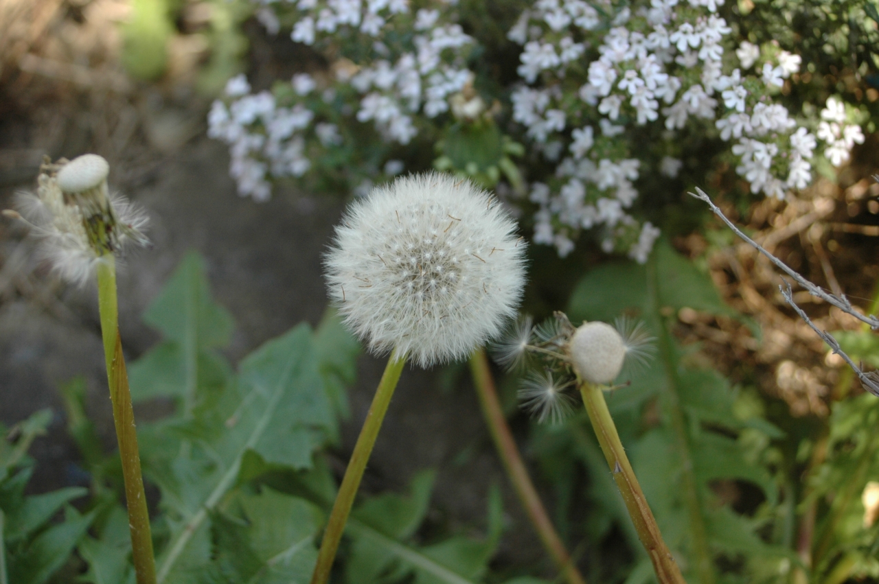 Cliquez droit et enregister l'image sous, la taille r&eacute;elle de la photo de la fleur est 1280 x 851