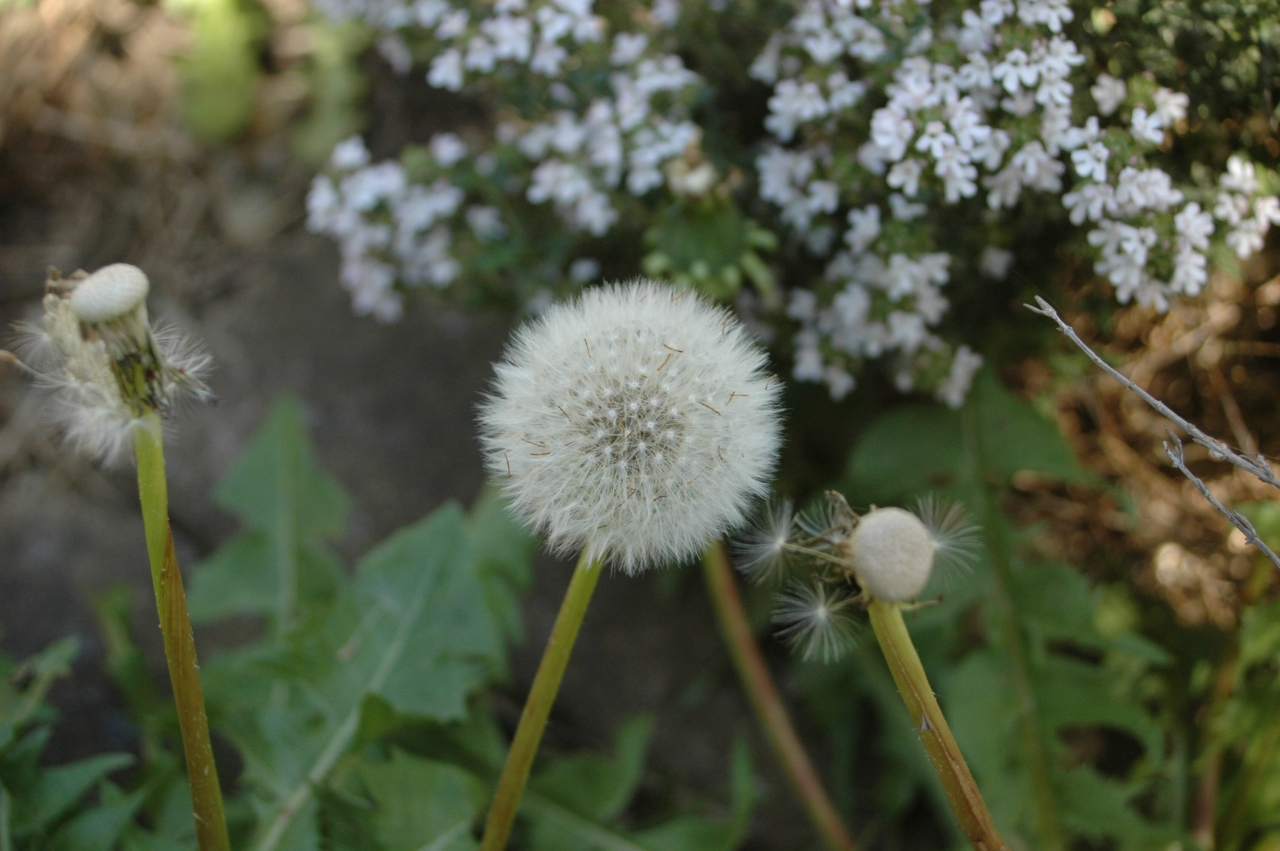 Cliquez droit et enregister l'image sous, la taille r&eacute;elle de la photo de la fleur est 1280 x 851
