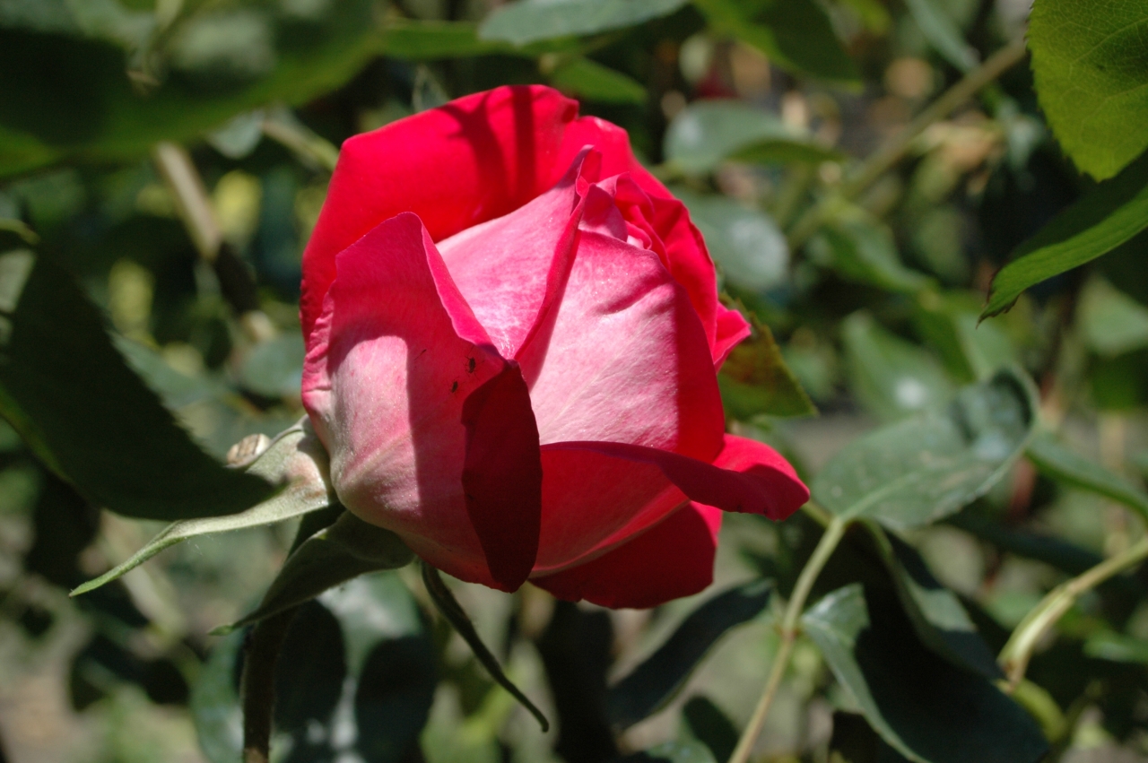Cliquez droit et enregister l'image sous, la taille r&eacute;elle de la photo de la fleur est 1280 x 851