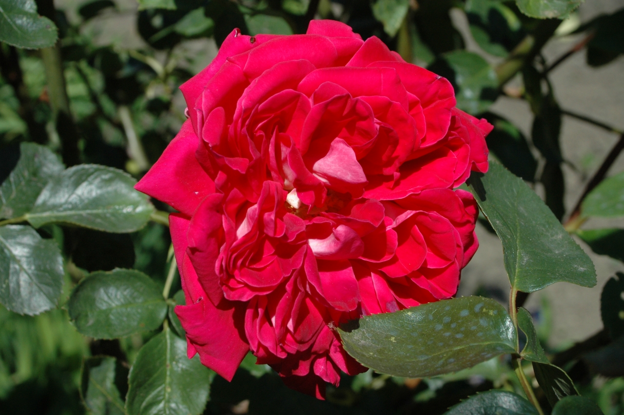 Cliquez droit et enregister l'image sous, la taille r&eacute;elle de la photo de la fleur est 1280 x 851