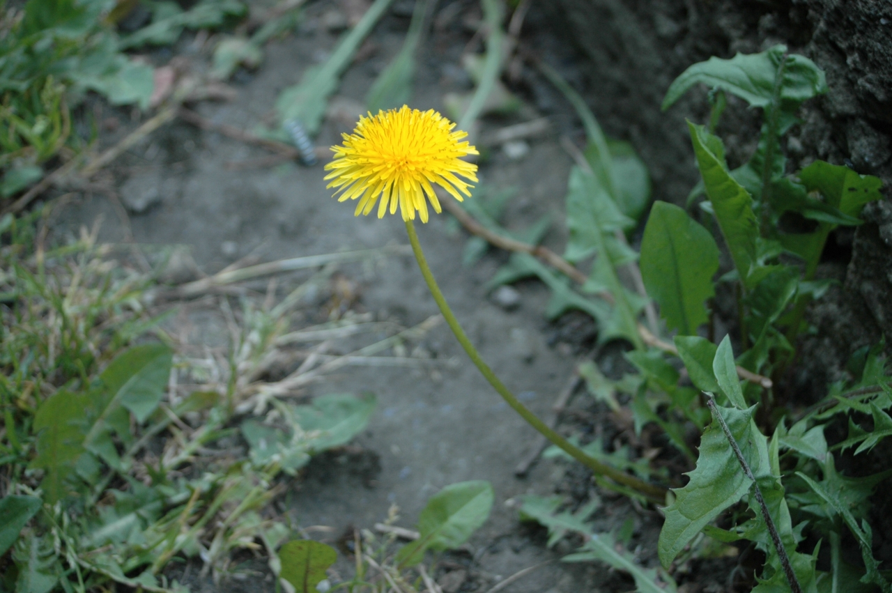 Cliquez droit et enregister l'image sous, la taille r&eacute;elle de la photo de la fleur est 1280 x 851